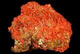 Bright Orange Crocoite Crystal Cluster - Tasmania #129102-2